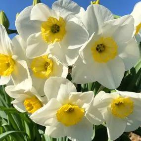 Loth Lorien Daffodil (Narcissus Loth Lorien) Img 2